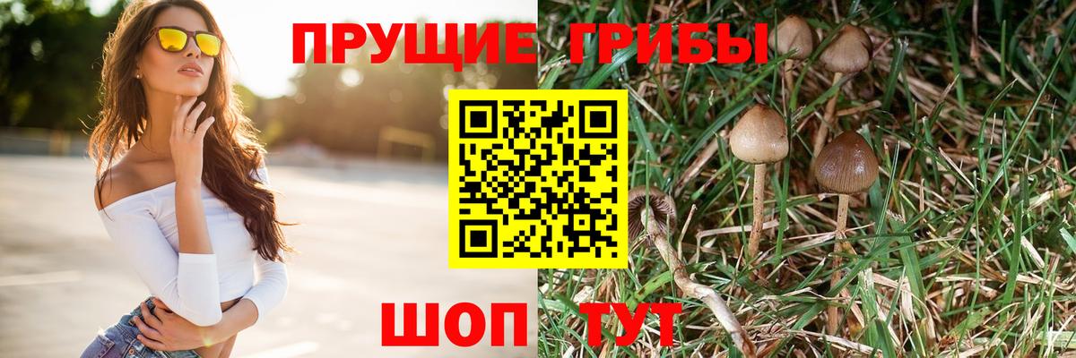 Псилоцибиновые грибы Cubensis Клин